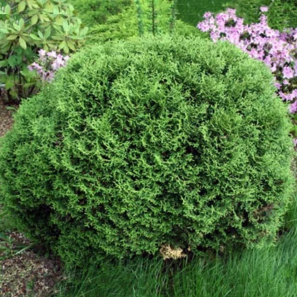 Туя западная Golden Globe ширина 50-60 см купить в Киеве ВДНГ, Теремки- фото № 3