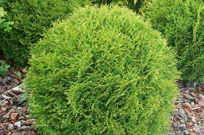 Туя западная Danica ширина 50см купить в Киеве ВДНГ, Теремки- фото № 1