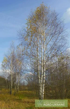 Саженцы граба, клена, липы, черёмухи, ясеня, рябины, барбариса, боярышника, тёрна, сосны- фото № 1