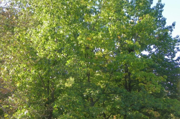 Саженцы граба, клена, липы, черёмухи, ясеня, рябины, барбариса, боярышника, тёрна, сосны- фото № 5