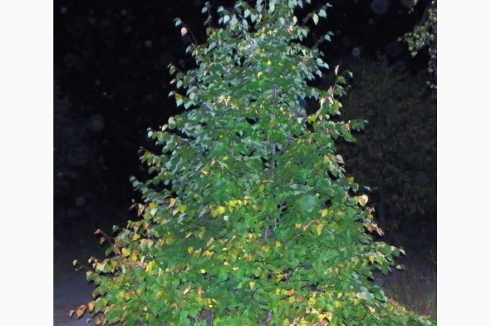 Саженцы граба, клена, липы, черёмухи, ясеня, рябины, барбариса, боярышника, тёрна, сосны- фото № 6