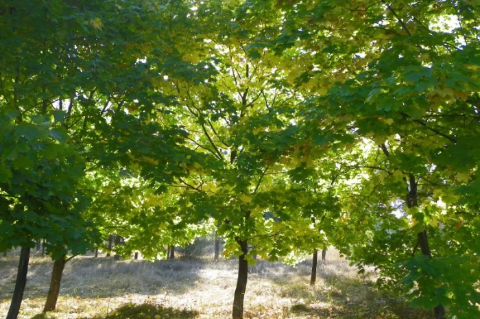 Саженцы граба, клена, липы, черёмухи, ясеня, рябины, барбариса, боярышника, тёрна, сосны- фото № 7