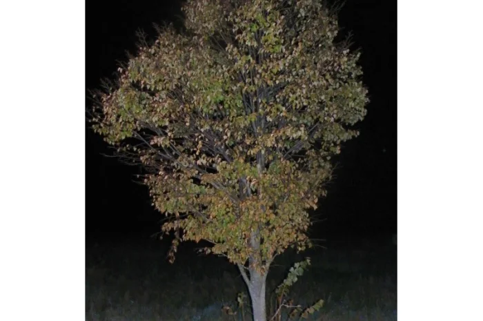 Саженцы сосны, ели, берёзы, дуба красного, клена, ясеня, рябины, липы, черёмухи, барбариса- фото № 2