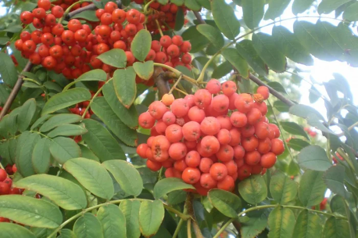 Саженцы сосны, ели, берёзы, дуба красного, клена, ясеня, рябины, липы, черёмухи, барбариса- фото № 4