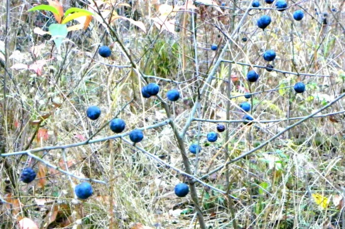 Саженцы сосны, ели, берёзы, дуба красного, клена, ясеня, рябины, липы, черёмухи, барбариса- фото № 7