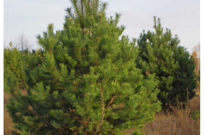 Живые изгороди.Саженцы сосны, берёзы, дуба, клена, граба, ясеня, липы, черёмухи, барбариса- фото № 2