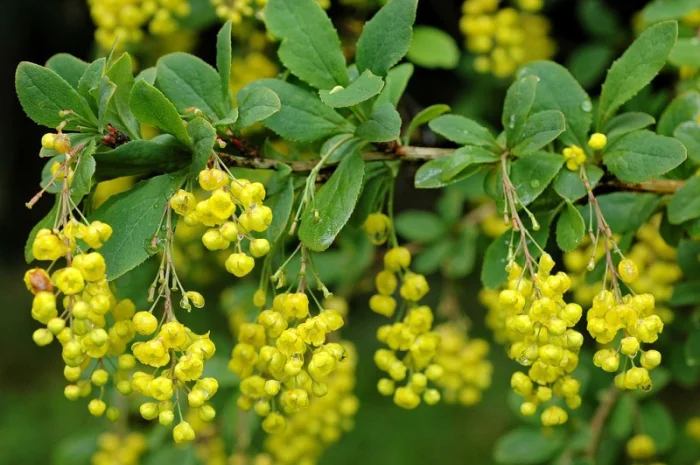 Живые изгороди.Саженцы сосны, берёзы, дуба, клена, граба, ясеня, липы, черёмухи, барбариса- фото № 4