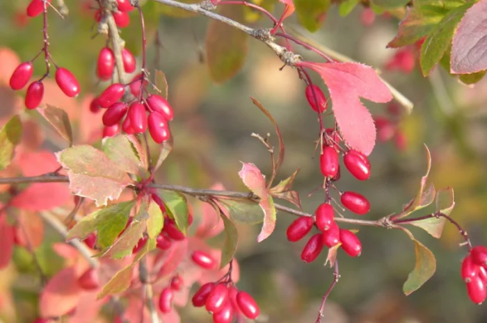 Саженцы сосны и других растений для живых изгородей- фото № 5
