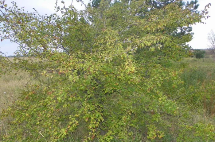 Живые изгороди.Саженцы сосны, берёзы, дуба, клена, граба, ясеня, липы, черёмухи, барбариса- фото № 5