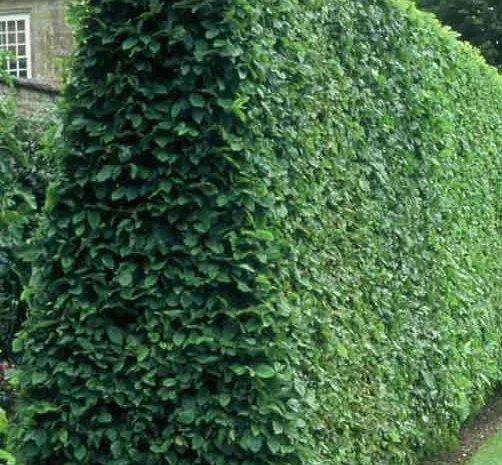 Живые изгороди.Саженцы сосны, берёзы, дуба, клена, граба, ясеня, липы, черёмухи, барбариса- фото № 6