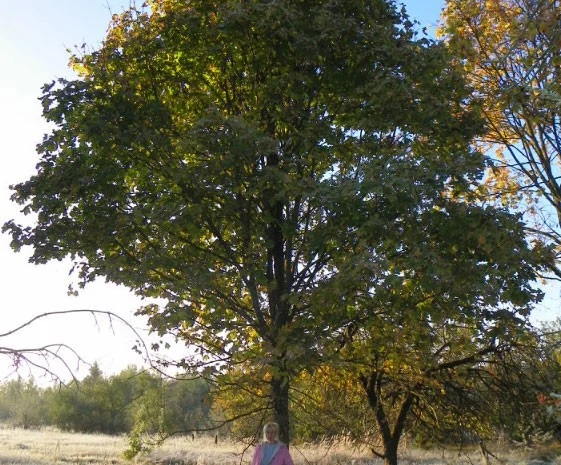 Саженцы клена, граба, липы, черёмухи, рябины, ели, сосны, берёзы, дуба- фото № 1