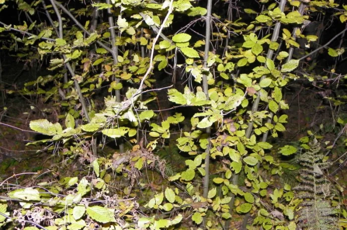 Саженцы клена, граба, липы, черёмухи, рябины, ели, сосны, берёзы, дуба- фото № 2