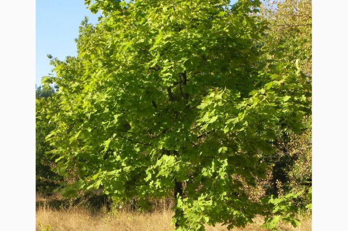 Саженцы клена, граба, липы, черёмухи, рябины, ели, сосны, берёзы, дуба- фото № 4