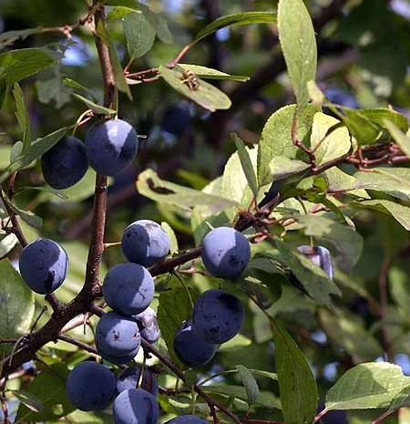 Саженцы клена, граба, липы, черёмухи, рябины, ели, сосны, берёзы, дуба- фото № 5