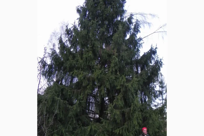 Саженцы клена, граба, липы, черёмухи, рябины, ели, сосны, берёзы, дуба- фото № 6