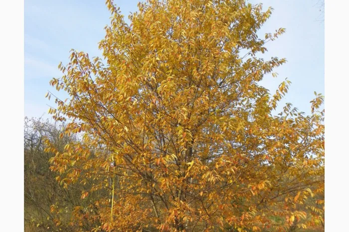 Саженцы клена, граба, липы, черёмухи, рябины, ели, сосны, берёзы, дуба- фото № 7