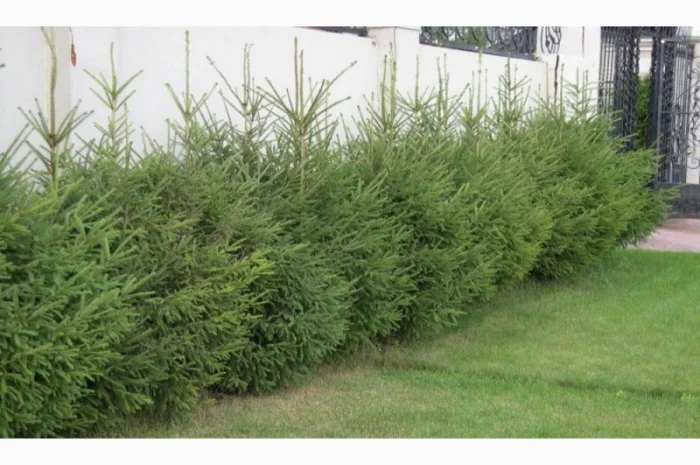 Ялинка звичайна, Продажа Саженцев Ели, Ёлки (Обыкновенной)- фото № 2
