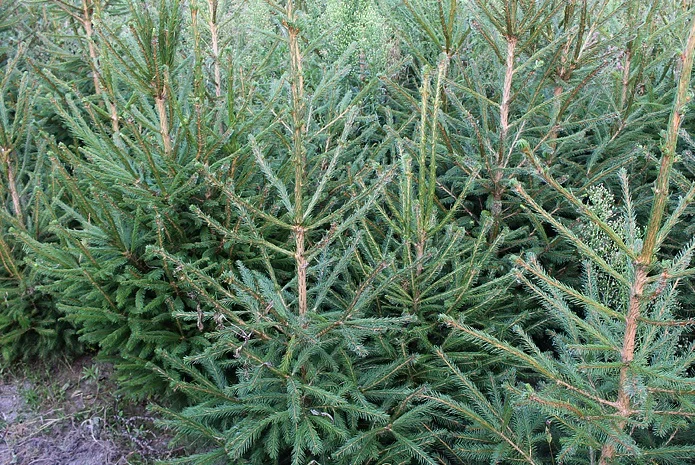 Ялинка звичайна, Продажа Саженцев Ели, Ёлки (Обыкновенной)- фото № 3
