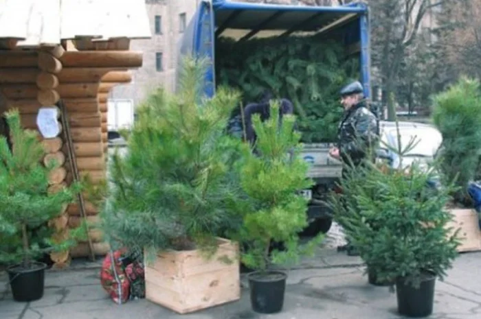 Ялинка звичайна, Продажа Саженцев Ели, Ёлки (Обыкновенной)- фото № 4