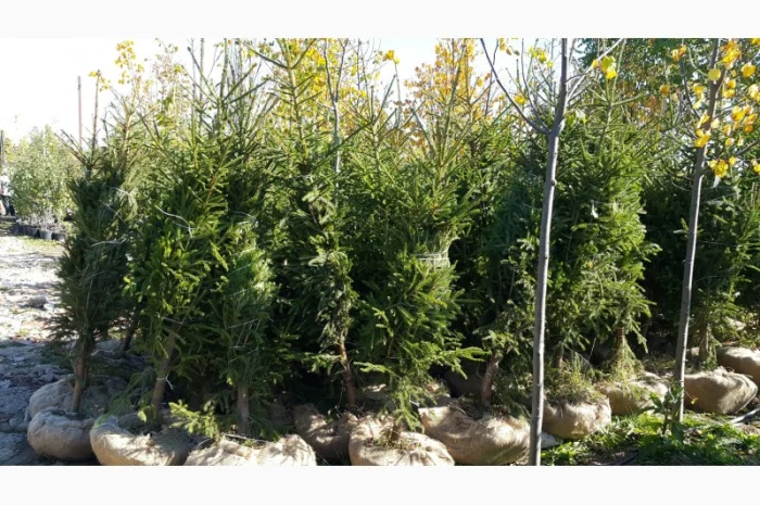 Ялинка звичайна, Продажа Саженцев Ели, Ёлки (Обыкновенной)- фото № 5