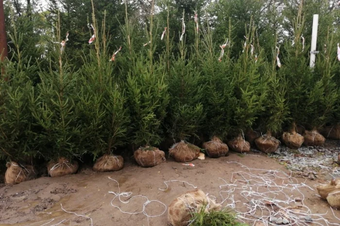 Ялинка звичайна, Продажа Саженцев Ели, Ёлки (Обыкновенной)- фото № 6