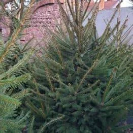 Продажа саженцы. Ёлка, Ель ( обыкновенная ) с комом земли- фото № 3