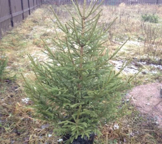 Продажа саженцы. Ёлка, Ель ( обыкновенная ) с комом земли- фото № 4