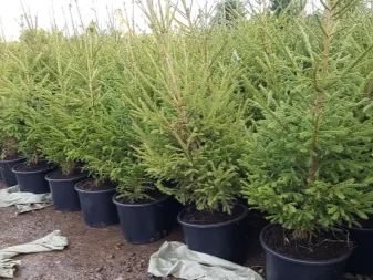 Продажа саженцы. Ёлка, Ель ( обыкновенная ) с комом земли- фото № 1