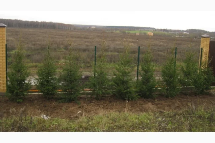 Продаются саженцы ёлки. Высокое качество- фото № 3