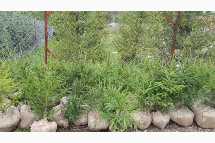 Продажа саженцы. Ёлка, Ель ( обыкновенная ) с комом земли- фото № 2