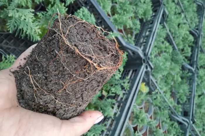 Продам саджанці туї шаровидної- фото № 1