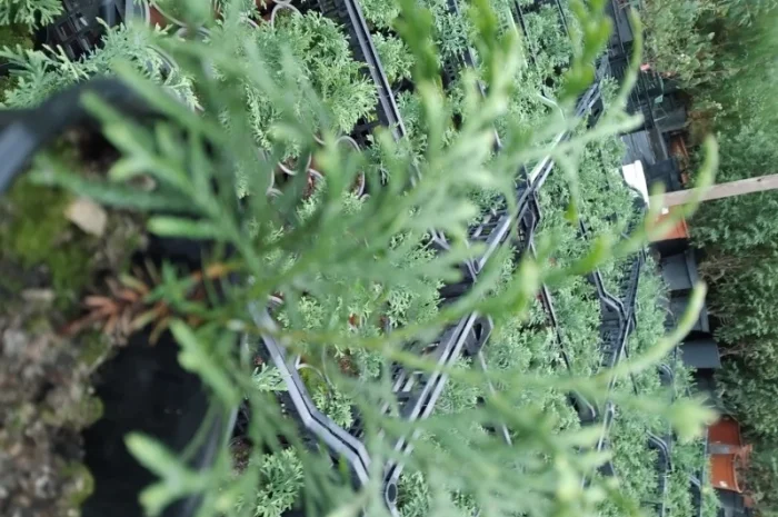 Продам саджанці туї шаровидної- фото № 2