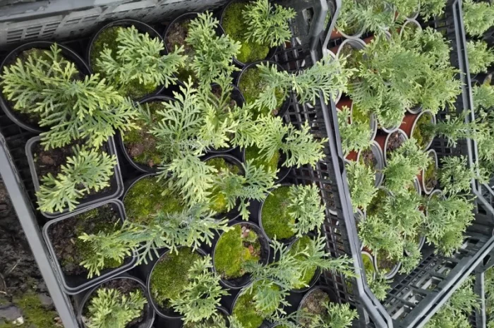 Продам саджанці туї шаровидної- фото № 3