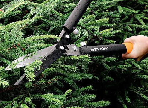 Уход за хвойными и декоративными растениями- фото № 3