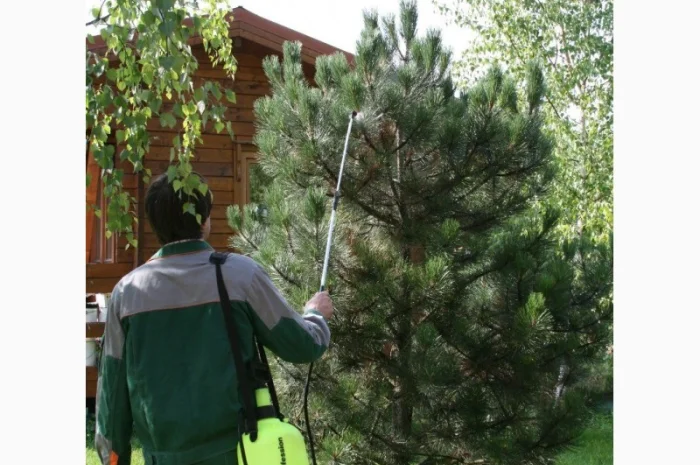 Уход за хвойными и декоративными растениями- фото № 4