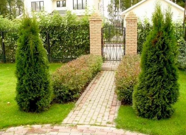 Уход за хвойными и декоративными растениями- фото № 6