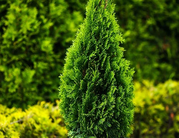 Продам тую западную колоновидную "Смарагд"- фото № 1