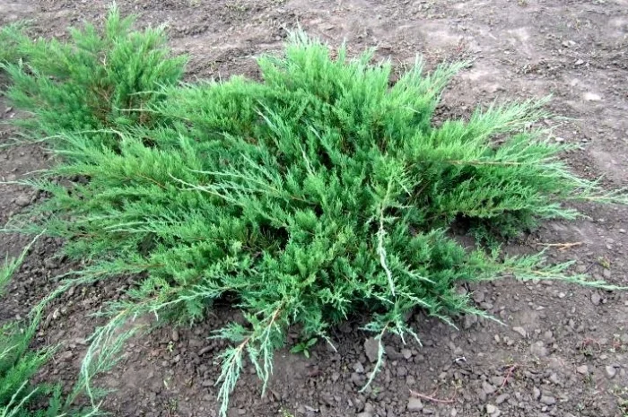 Можевельники разной величины- фото № 1