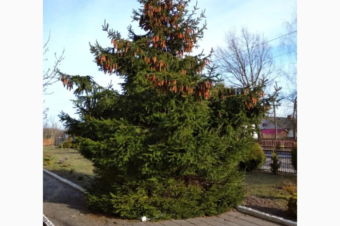 Саджанці ялини європейської- фото № 1