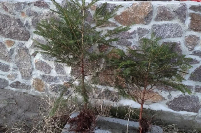 Саджанці ялини європейської- фото № 2