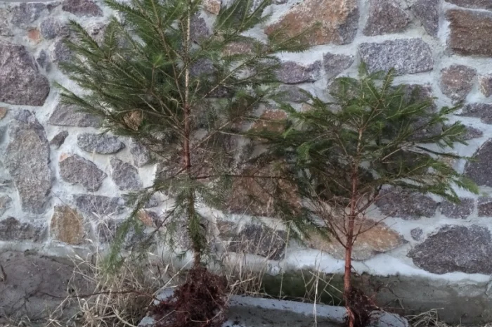 Продаются саженцы европейской ели- фото № 3