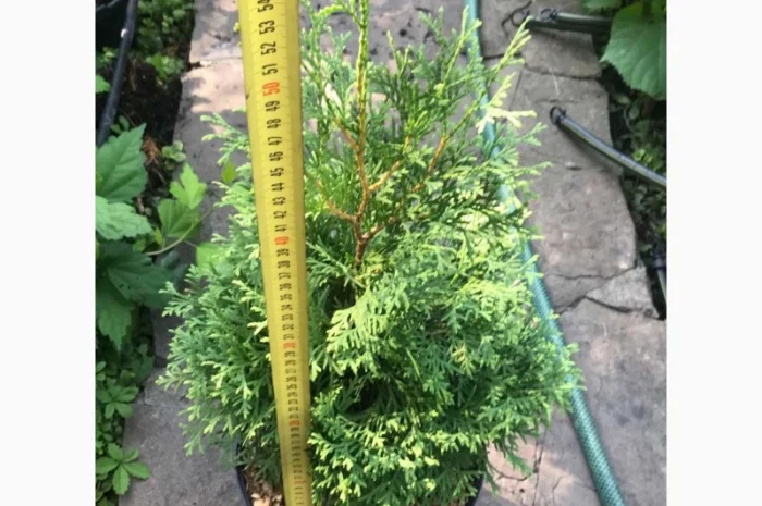 Туя западная «Смарагд» 1 МЕТР- фото № 1