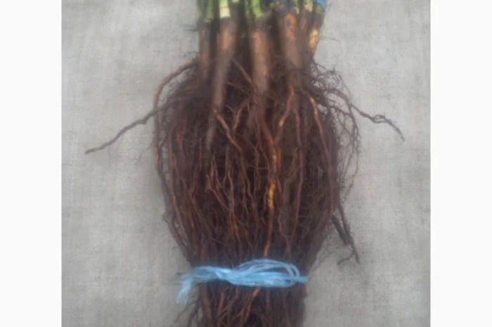 Шиповник Лакса для прививки роз- фото № 2