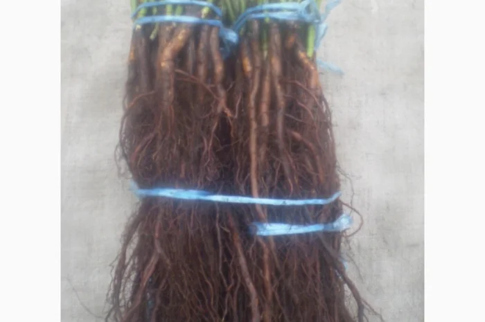 Шиповник Лакса для прививки роз- фото № 3