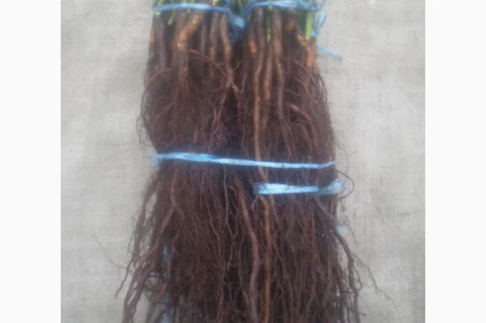 Шиповник Лакса для прививки роз- фото № 4