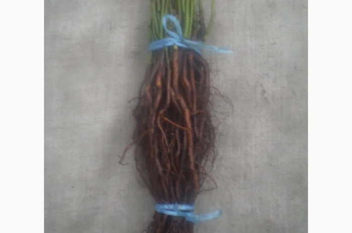 Шиповник Лакса для прививки роз- фото № 6