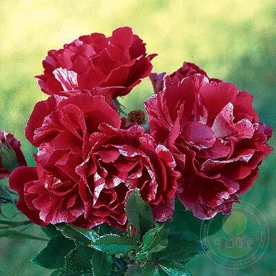 Продаю привитые саженцы роз, закрытая корневая- фото № 1