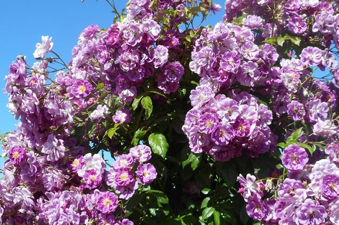 Продаю привитые саженцы роз, закрытая корневая- фото № 2