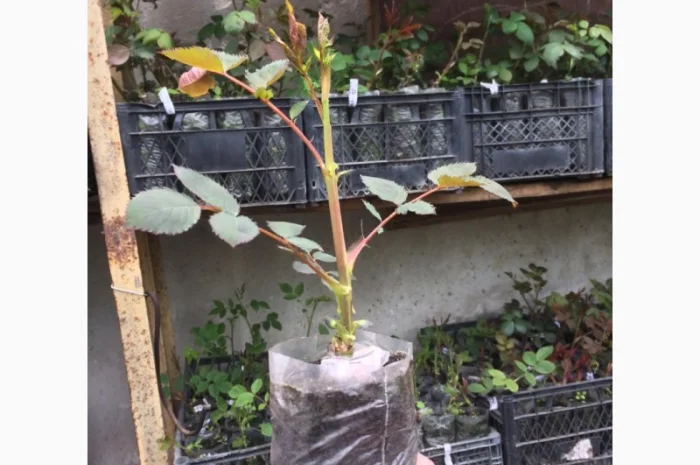 Продаю привитые саженцы роз, закрытая корневая- фото № 4