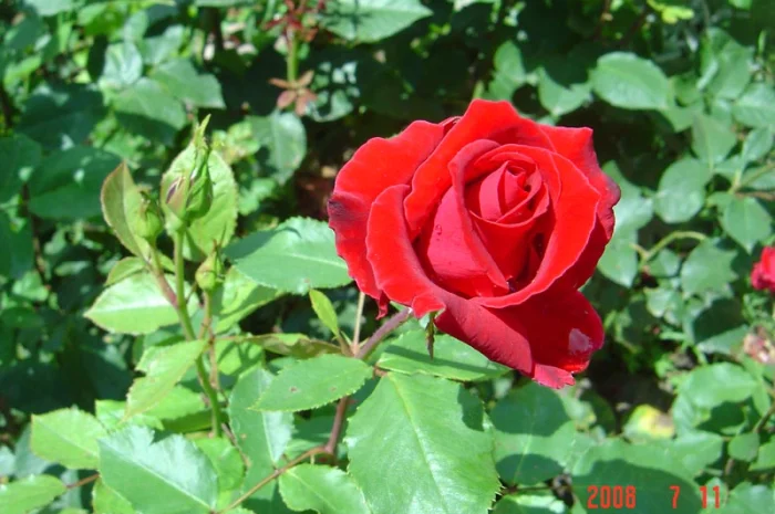 Продам саженцы розы Super Star- фото № 1